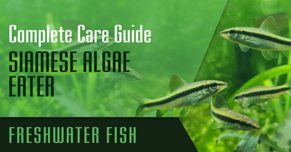 View of Siamese Algae Eater: Complete Care Guide - Setup Fish Tank