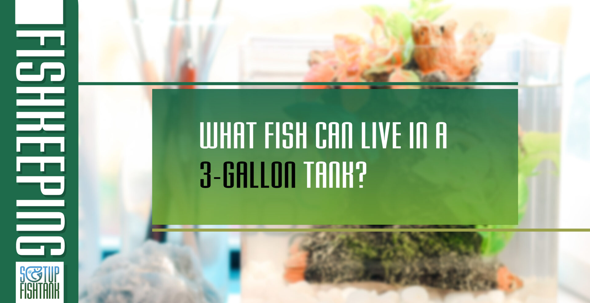 What fish can live in a 3gallon tank? Setup Fish Tank
