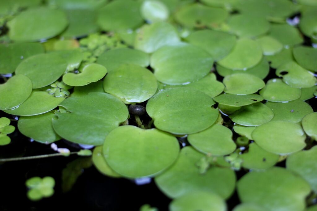 Amazon frogbit