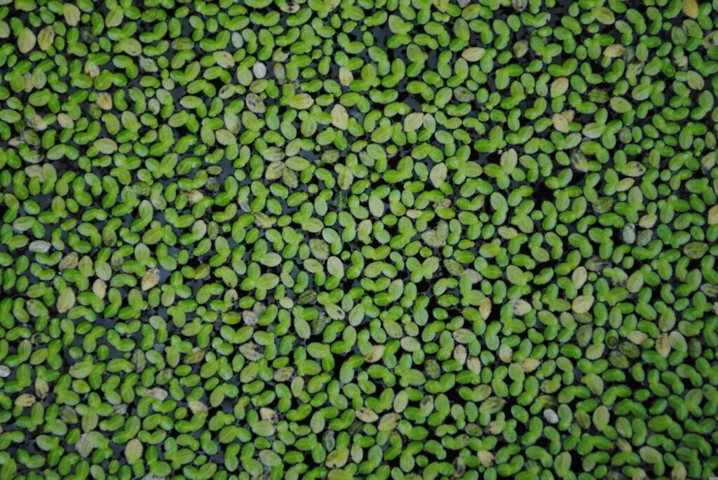 DUCKWEED