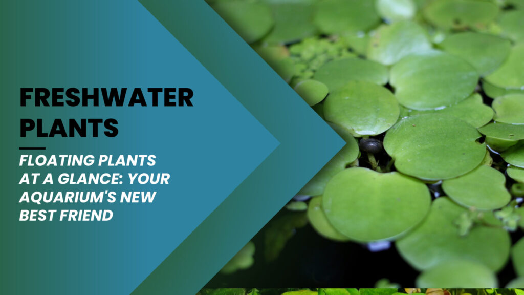 Floating Plants at a Glance: Your Aquarium’s New Best Friend
