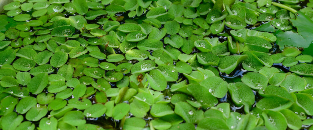 salvinia floating aquatic plants close up covered 2022 10 28 22 25 46 utc