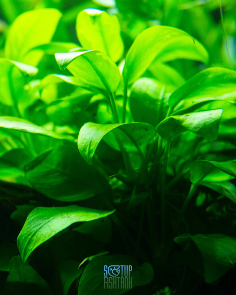 Anubias