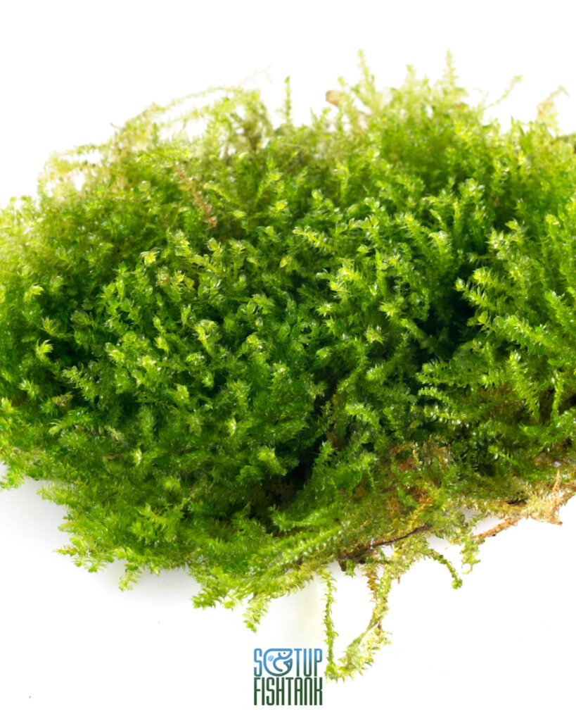 Aquatic Mosses