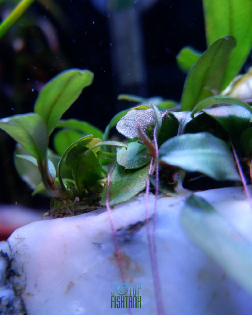 Bucephalandra
