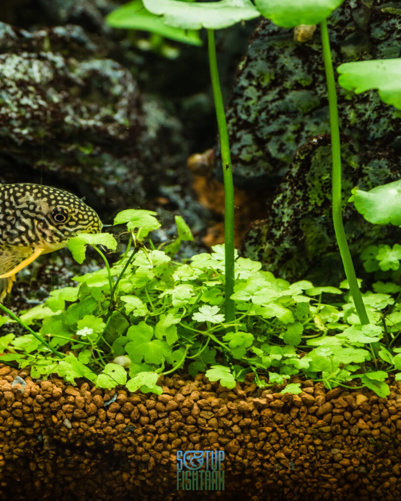 Hydrocotyle
