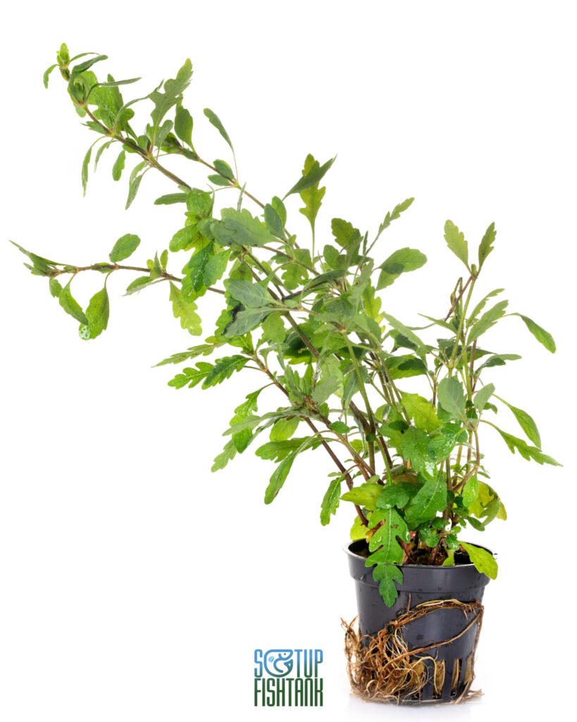 Hygrophila pinnatifida