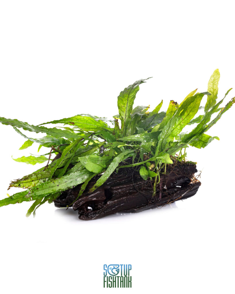 Java Fern Microsorum