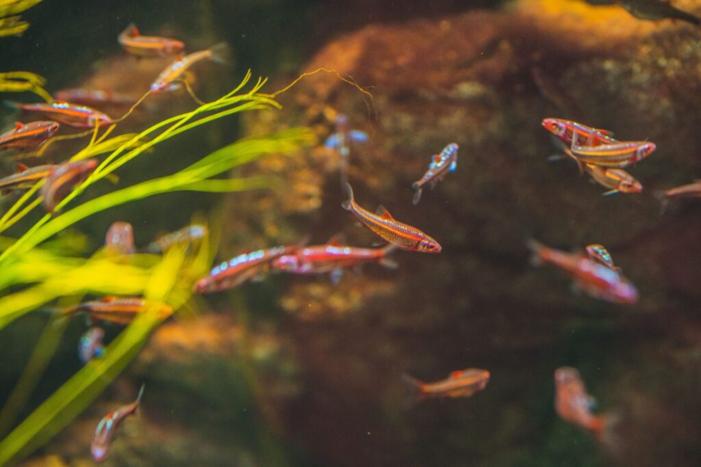 closeup of rainbow shiner fish in the aquarium no 2023 04 24 21 18 37 utc