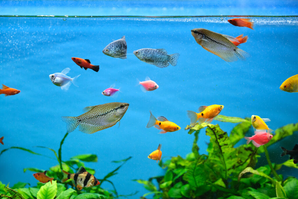 colorful exotic fish swimming in deep blue water a 2022 03 30 00 15 56 utc