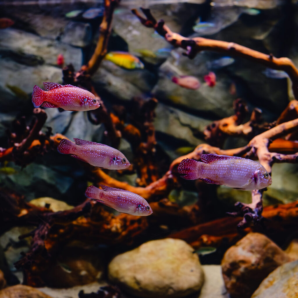 exotic freshwater fishes in aquarium 2026 03 13 04 11 35 utc