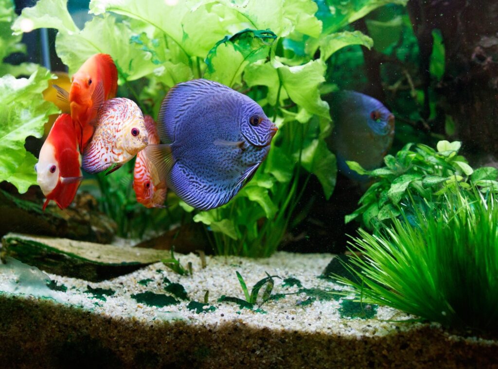 fish 2204687 — kopia 2