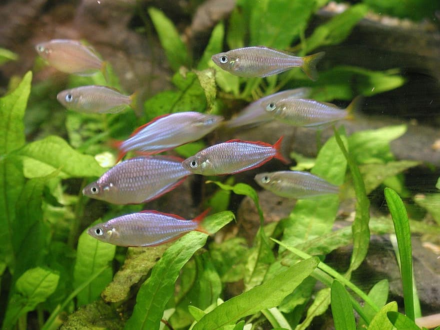 fish swarm fish aquarium underwater aquatic plants nature animals green small