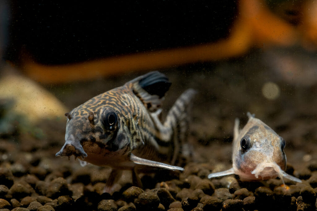 two armored catfish or cory catfish look for food 2022 01 30 21 57 14 utc